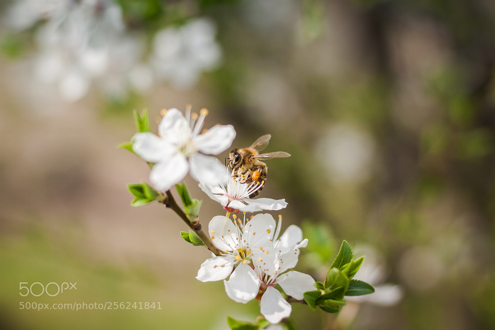 Canon EOS 50D sample photo. Blooming trees with bee photography