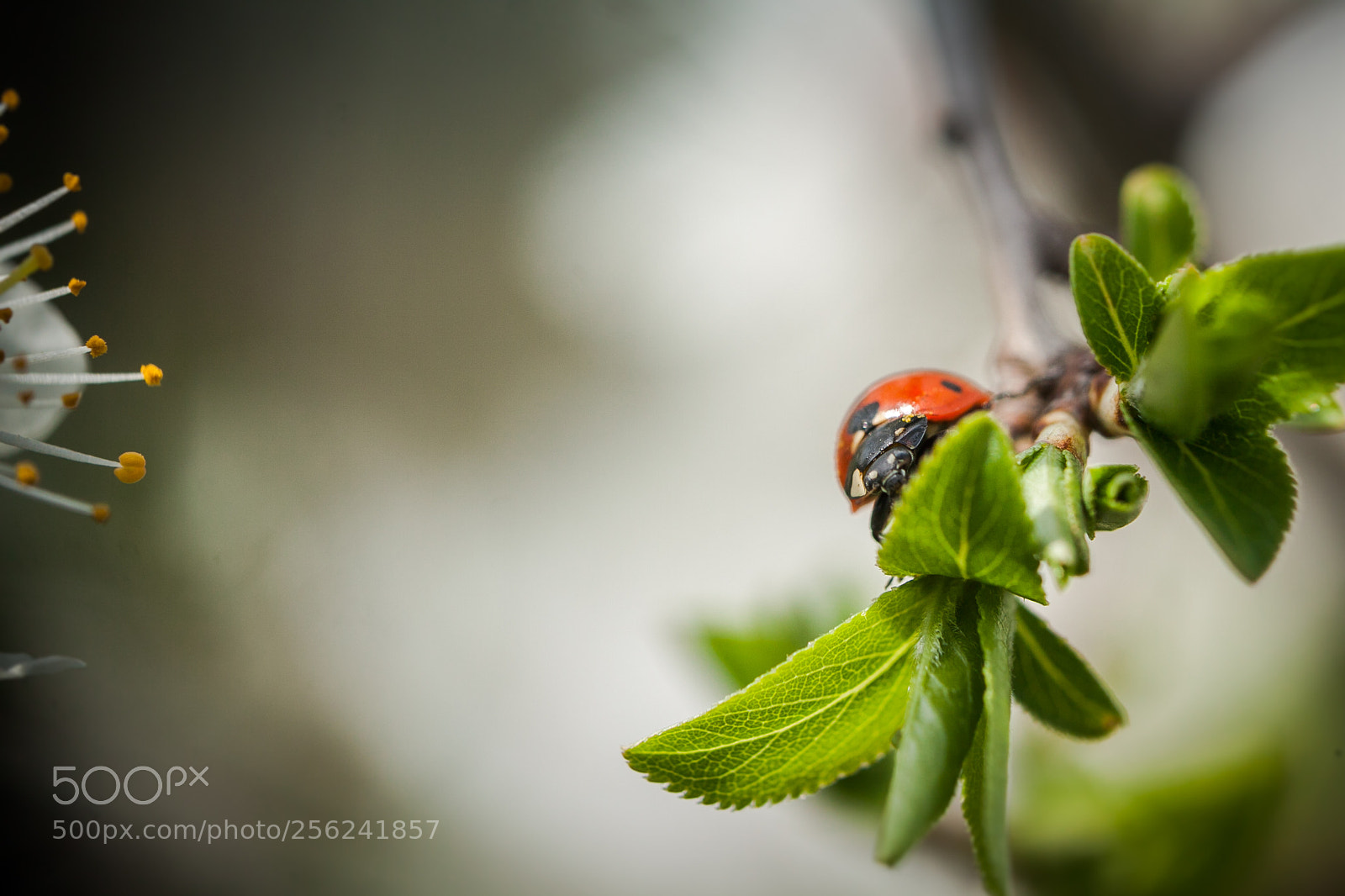 Canon EOS 50D sample photo. Ladybug in spring [macro] photography