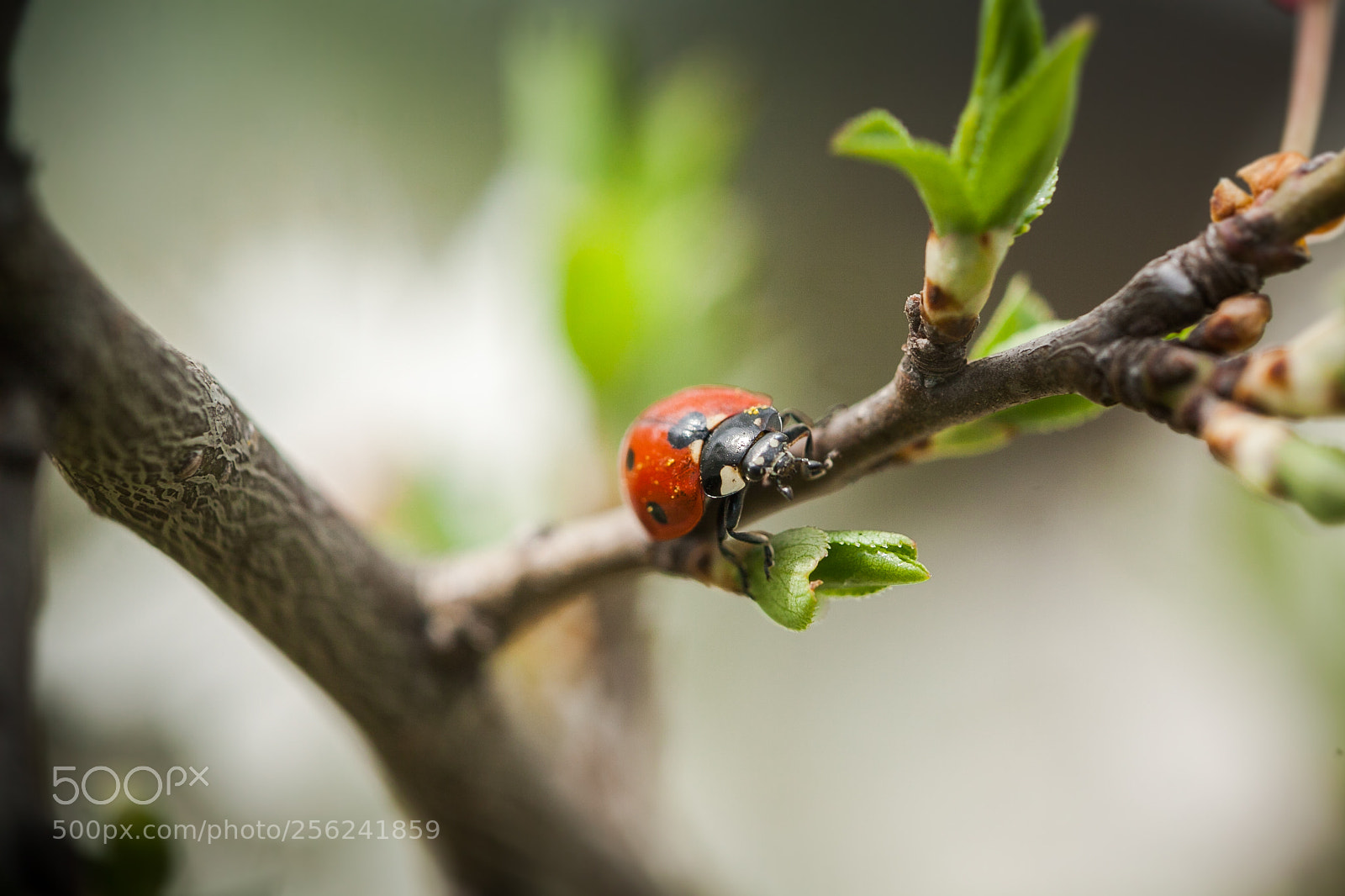 Canon EOS 50D sample photo. Ladybug in spring [macro] photography