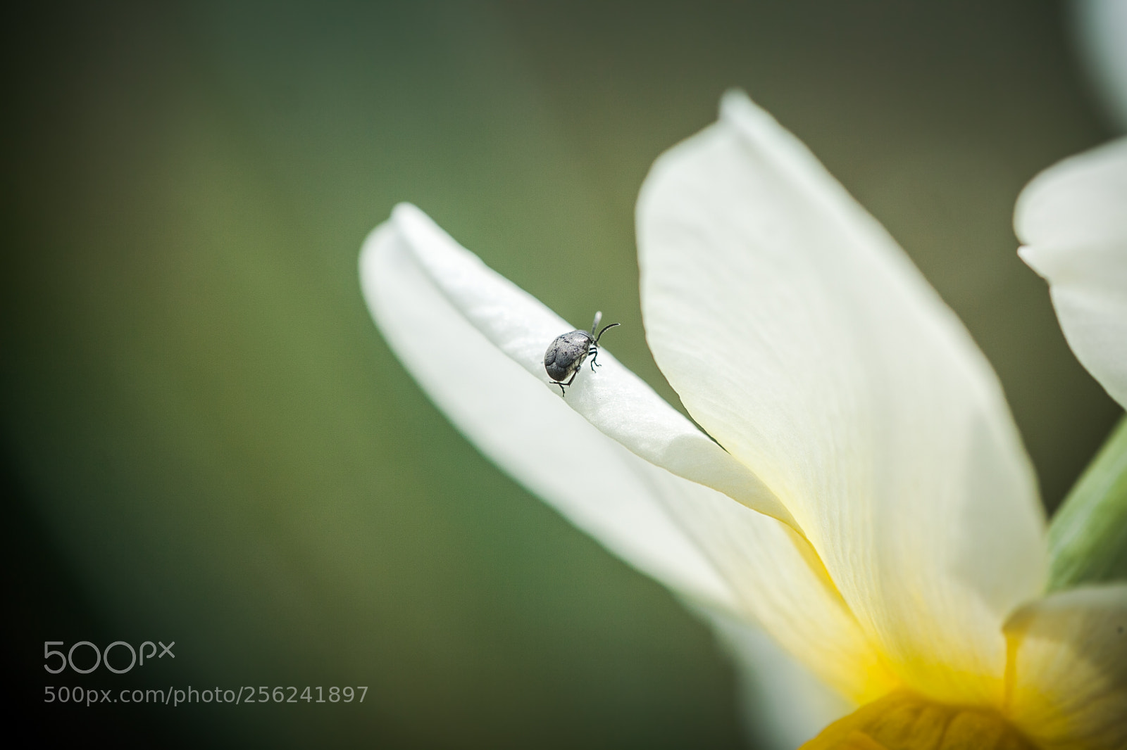 Canon EOS 50D sample photo. Flower with bug [macro] photography
