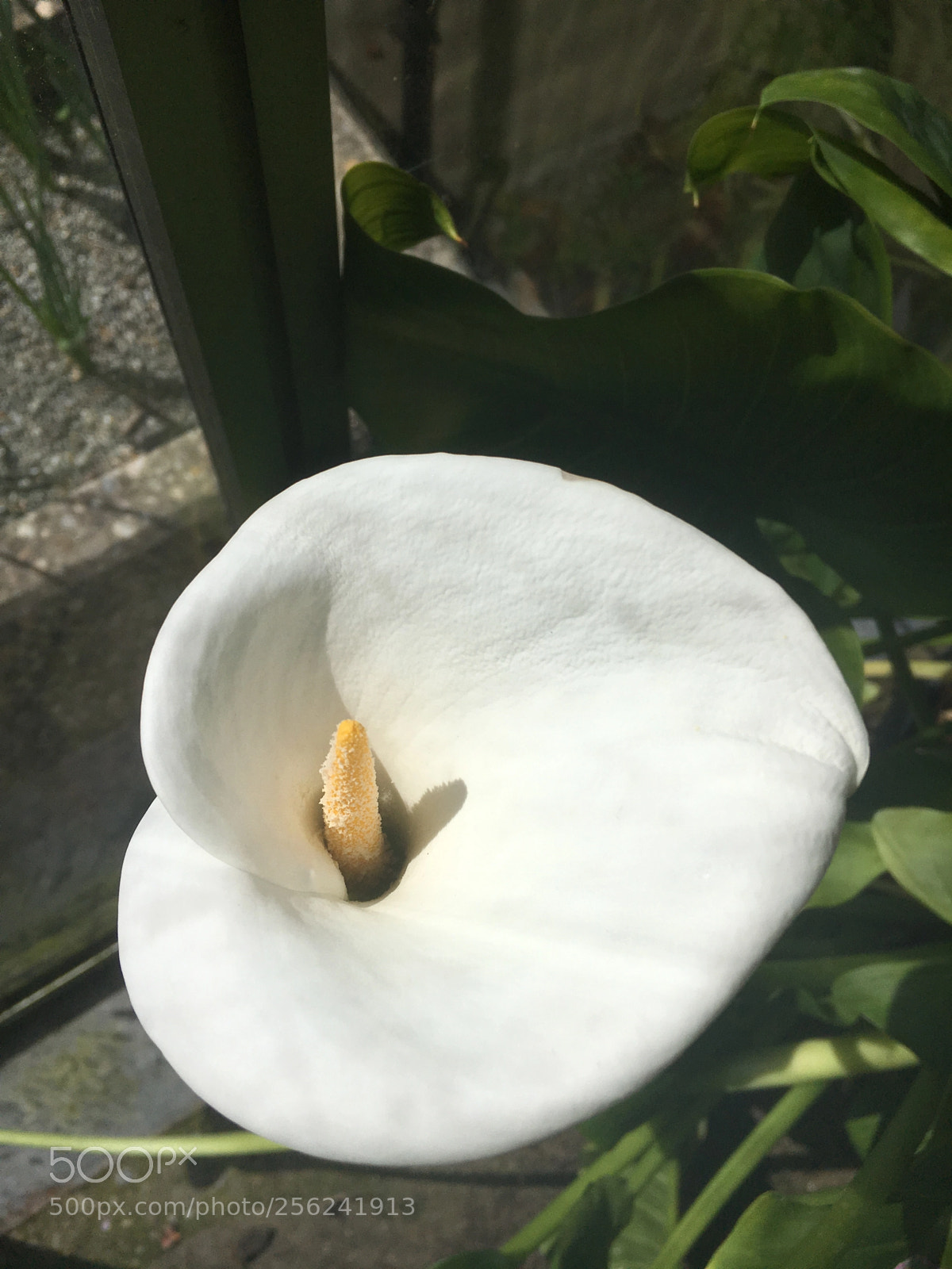 Apple iPhone 6s sample photo. Untitled photography