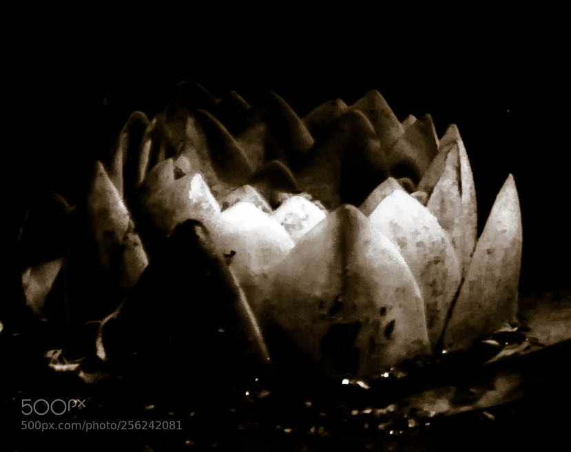 Canon EOS 500D (EOS Rebel T1i / EOS Kiss X3) sample photo. Water lilly photography