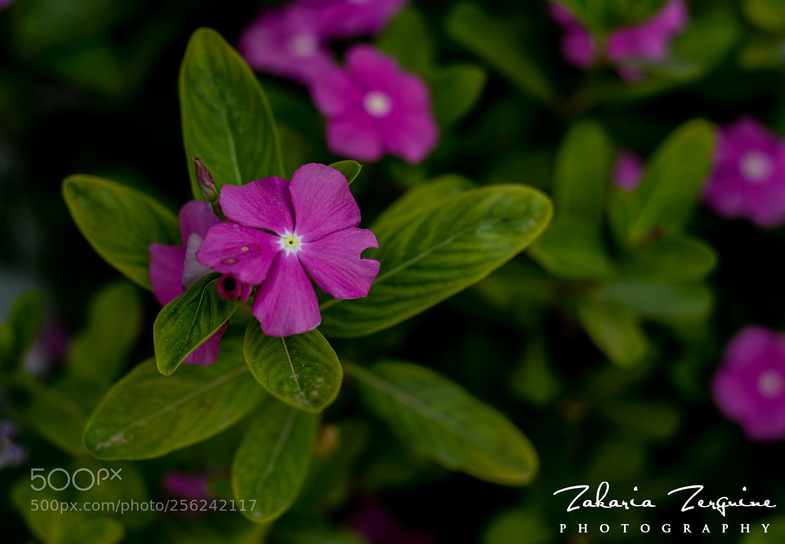 Nikon D800E sample photo. Untitled photography