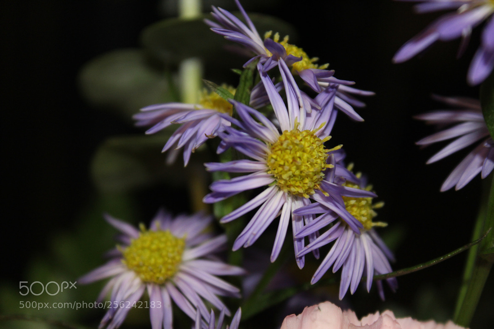Canon EOS 1200D (EOS Rebel T5 / EOS Kiss X70 / EOS Hi) sample photo. Purple flower (mode dial) photography