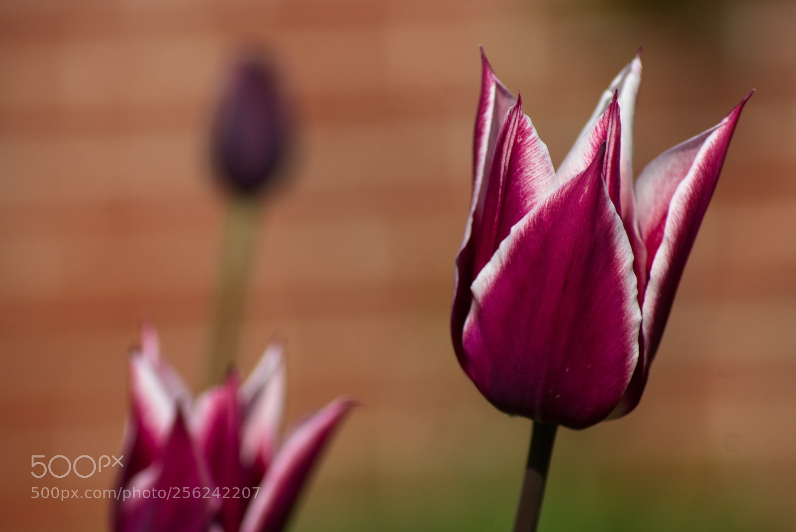 Sony SLT-A77 sample photo. Tulips photography