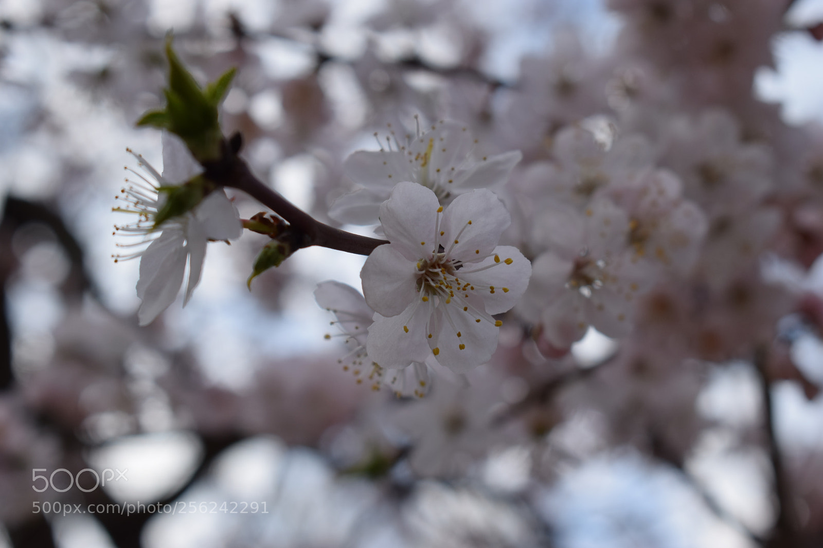 Nikon D5300 sample photo. A little part of photography