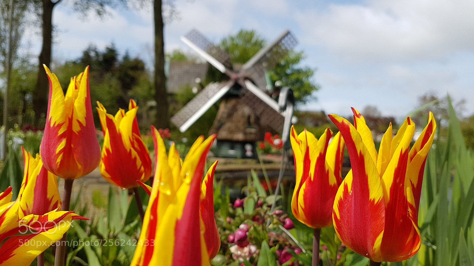 Samsung Galaxy S7 sample photo. Tulip fire wings photography
