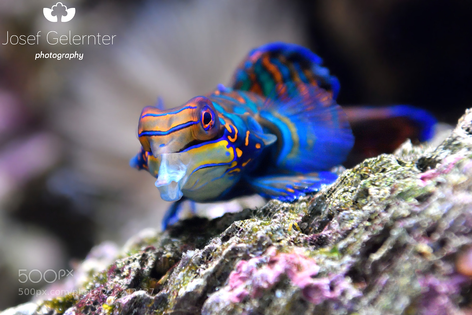 Nikon D500 sample photo. Mandarinfish kiss photography