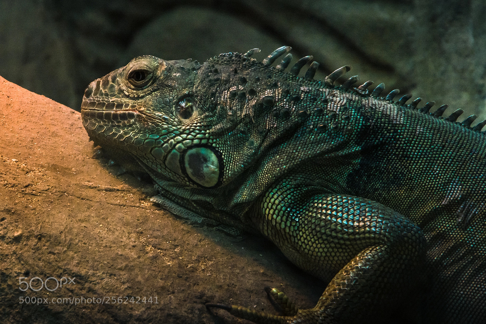 Nikon D7100 sample photo. Iguana photography