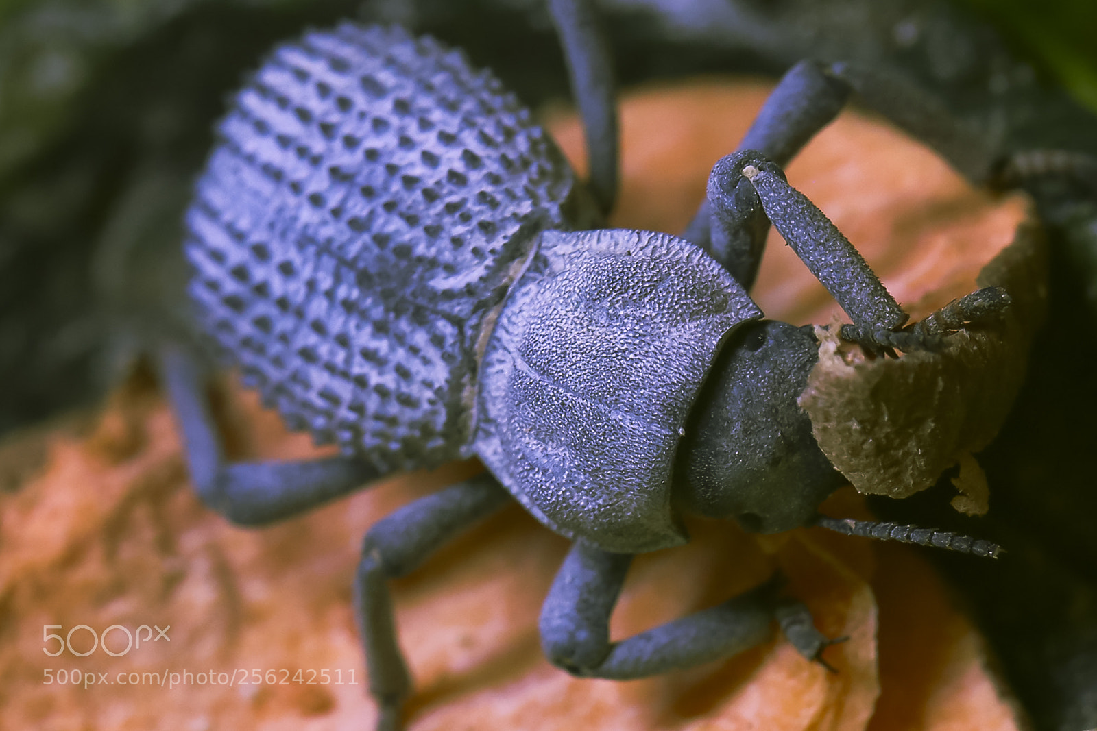 Canon EOS 6D sample photo. Tiny warrior photography