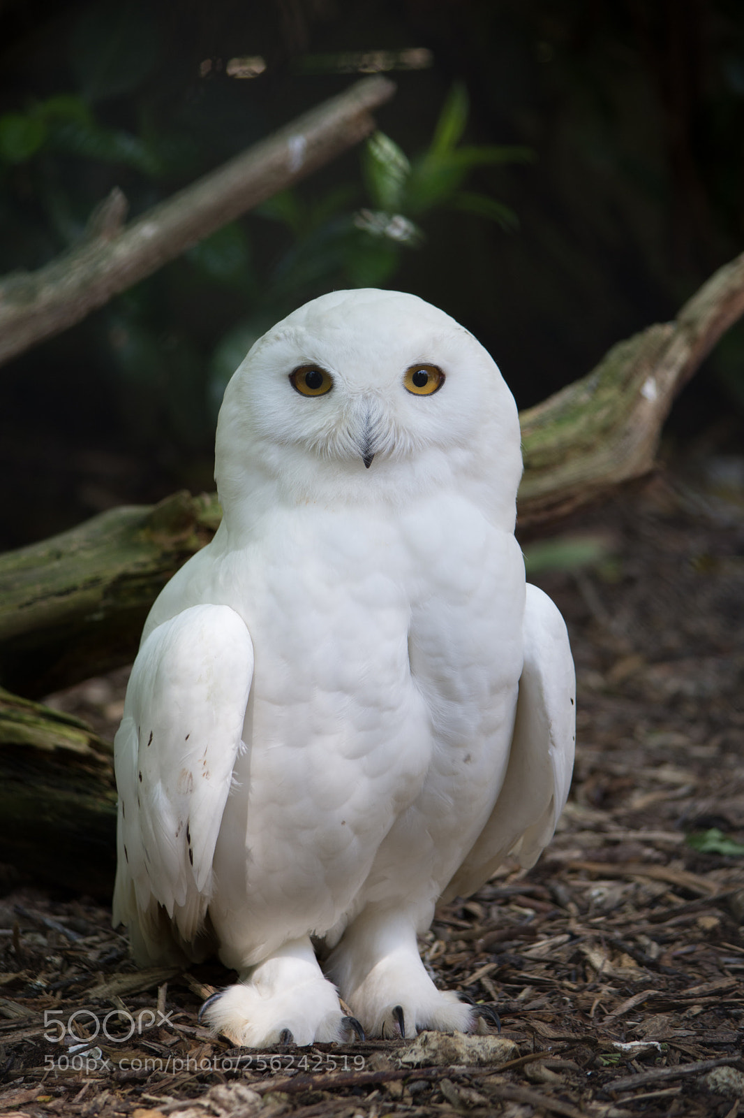 Nikon D7200 sample photo. White owl photography