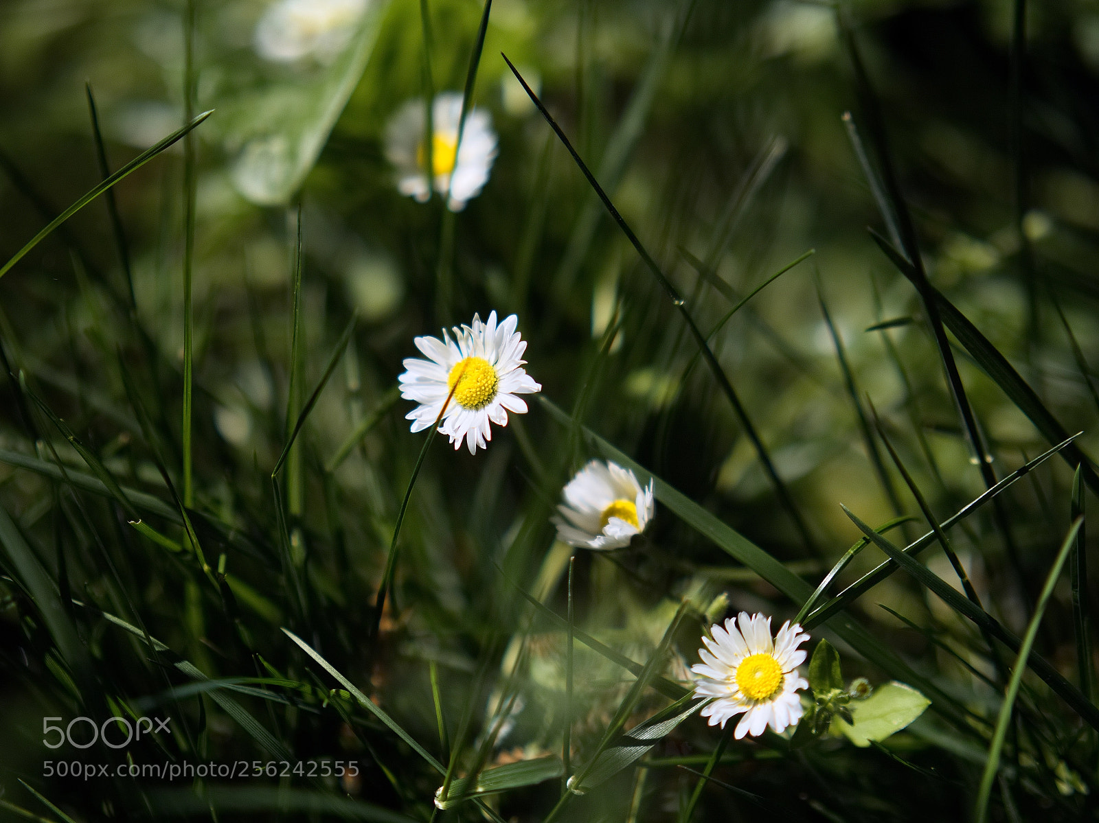 Panasonic Lumix DC-GH5 sample photo. Le printemps dans les photography