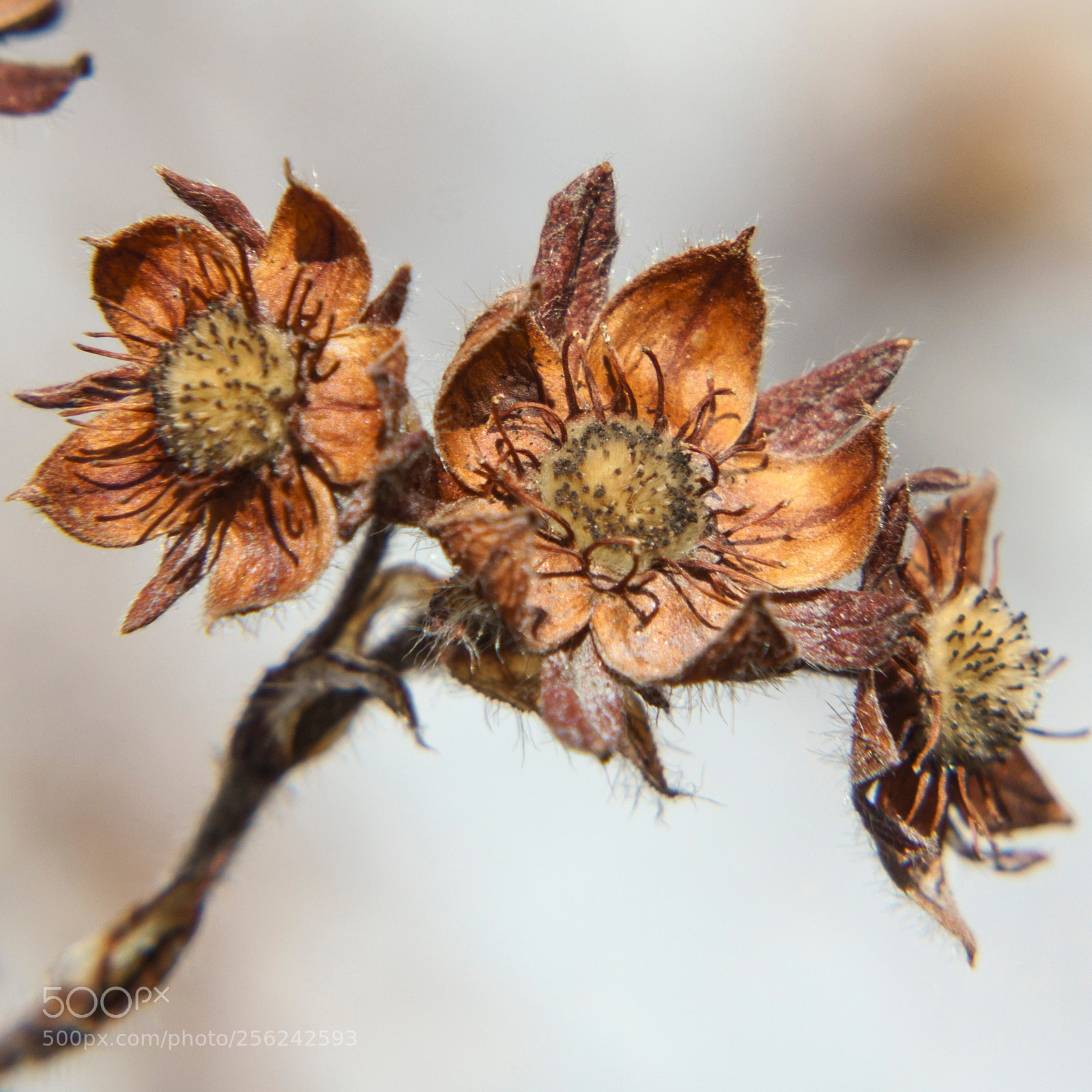 Sony a6000 sample photo. Dsc photography