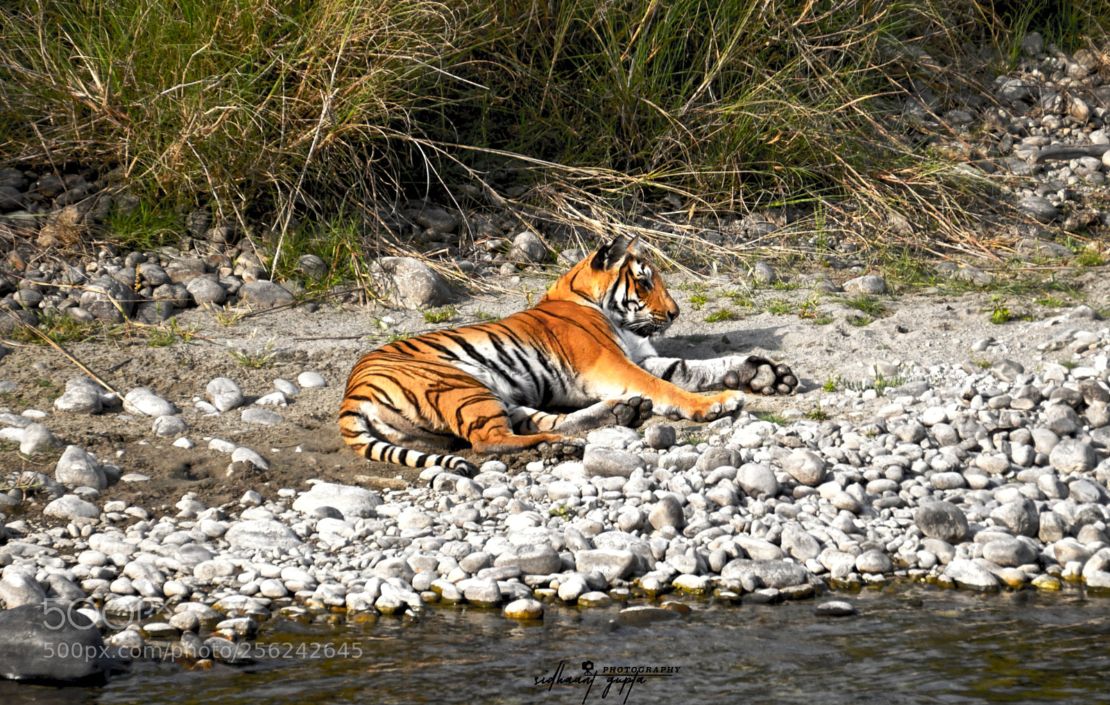 Sony a6000 sample photo. The lazy tigress photography