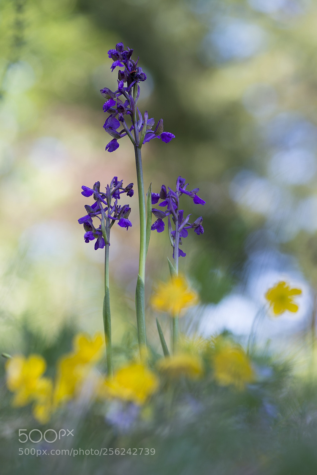 Nikon D800 sample photo. Orchis morio photography