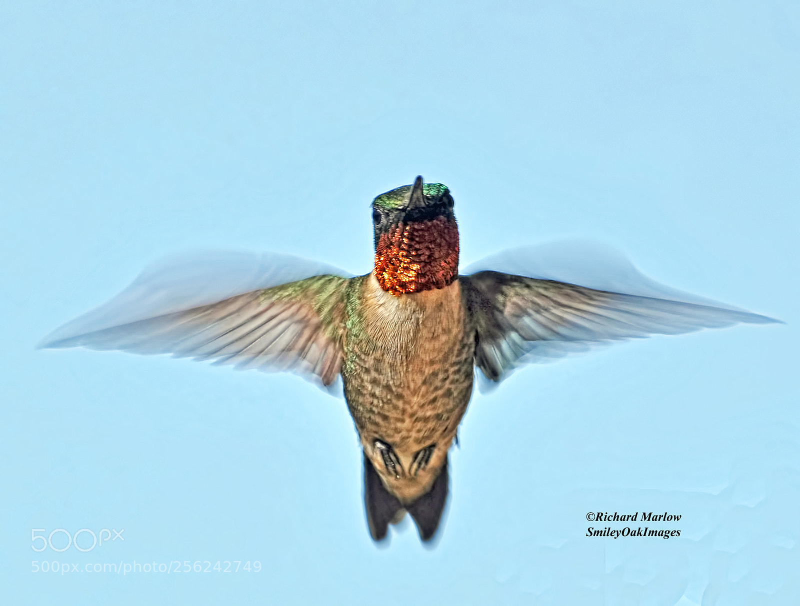 Nikon D5000 sample photo. Hummingbird photography