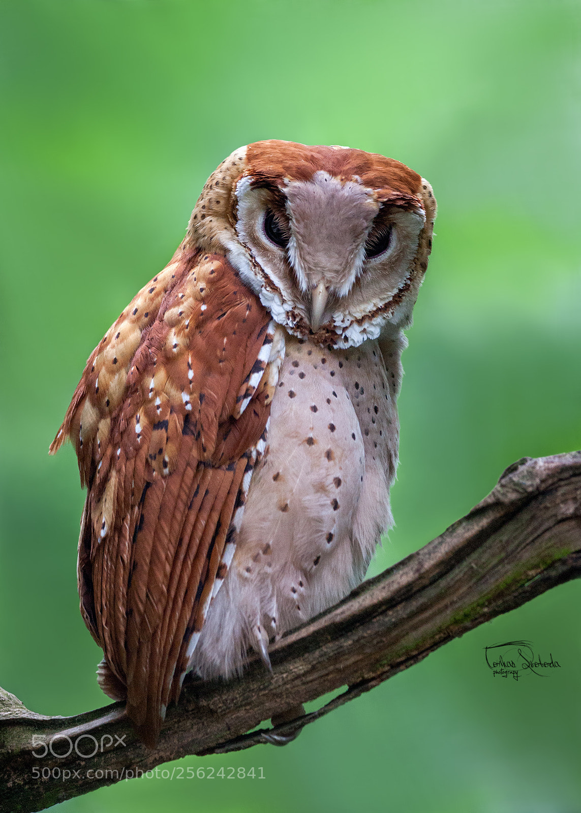 Canon EOS 5D Mark II sample photo. Indian owl photography