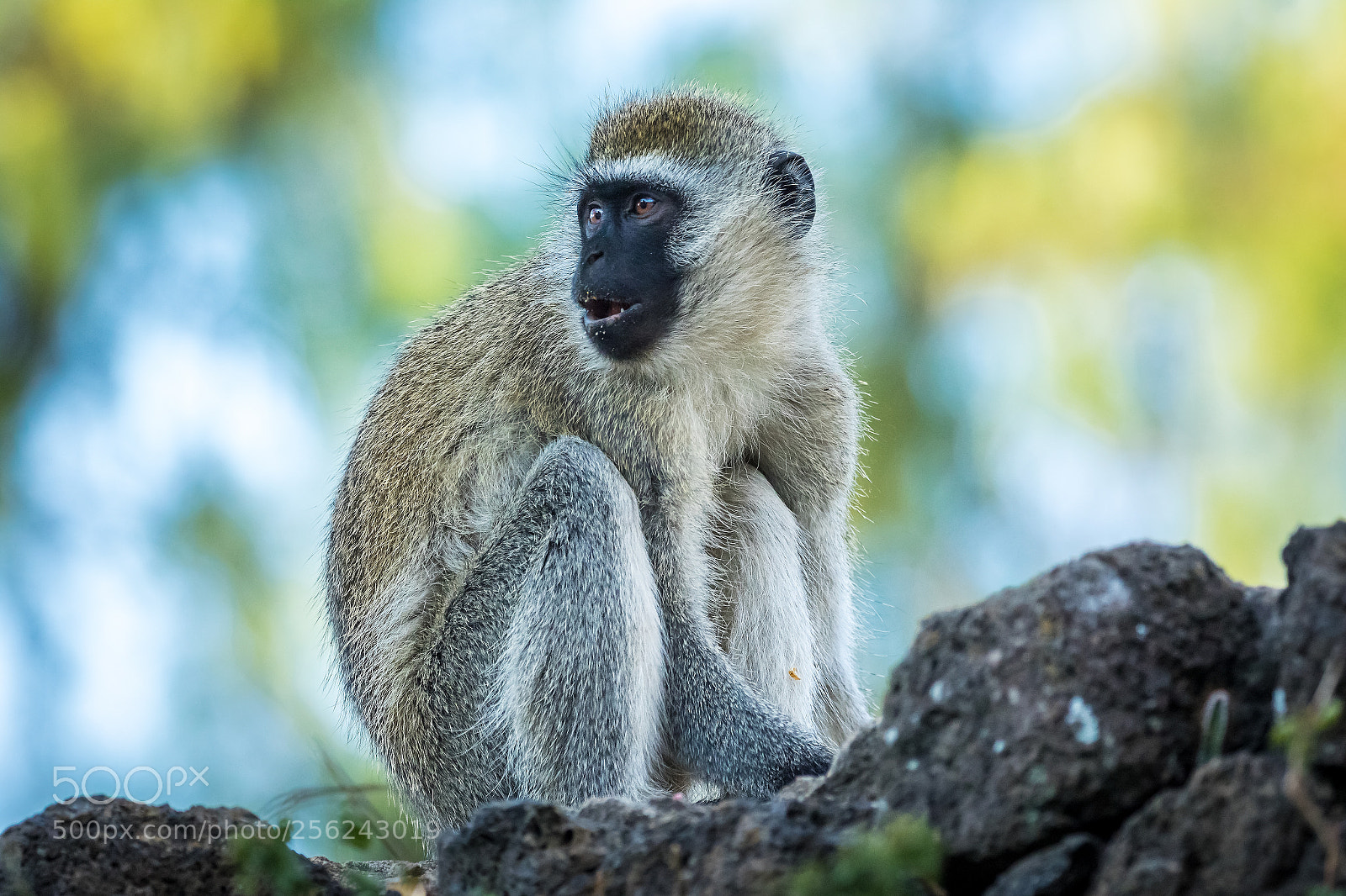Canon EOS 7D Mark II sample photo. Vervet monkey photography