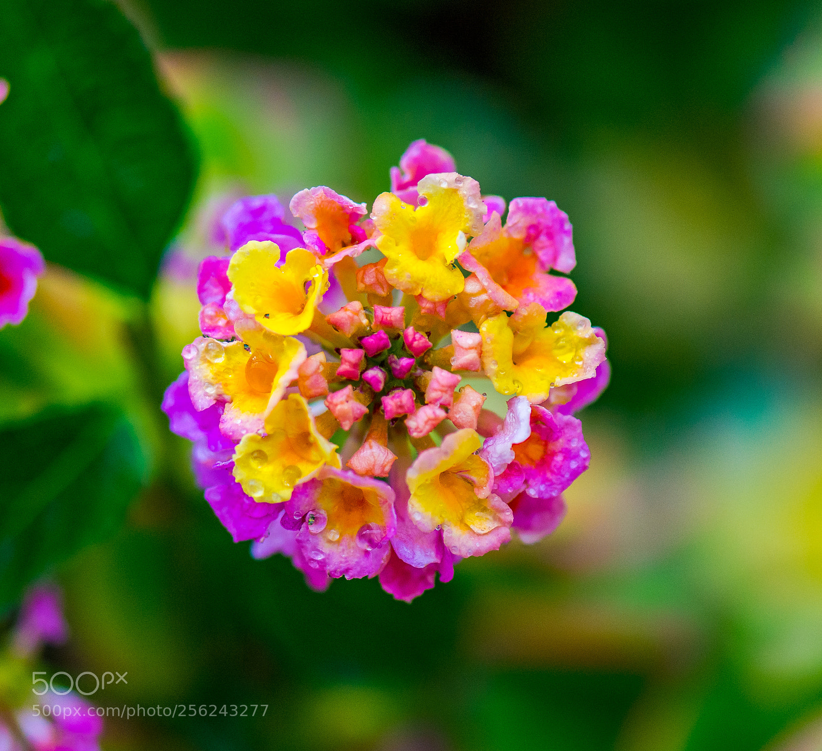 Nikon D610 sample photo. Primavera photography