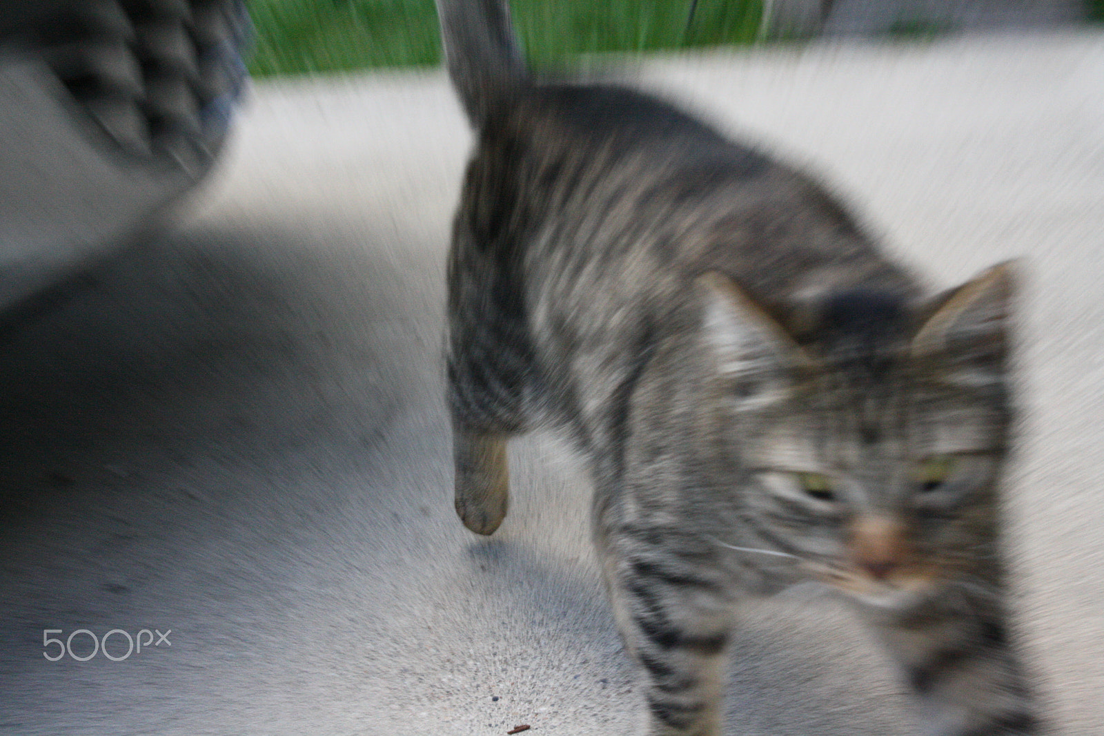 Canon EOS 1000D (EOS Digital Rebel XS / EOS Kiss F) sample photo. Zoomed out cat (shutter speed) photography