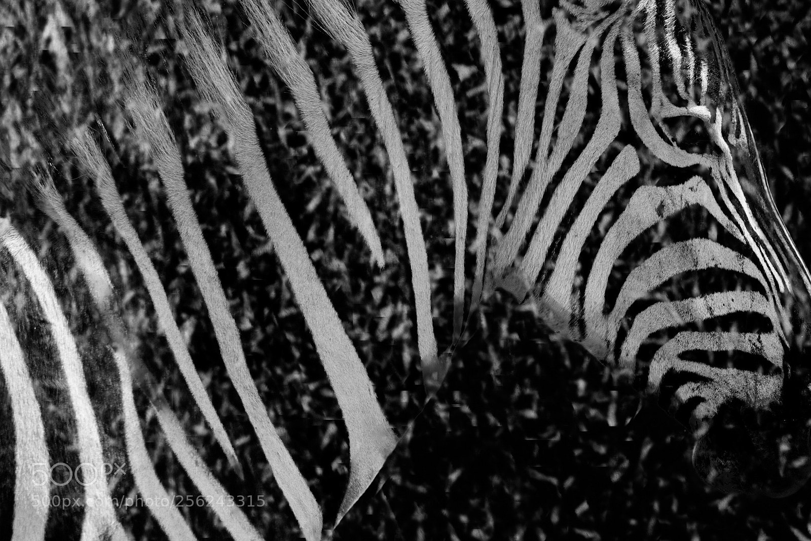 Canon EOS 750D (EOS Rebel T6i / EOS Kiss X8i) sample photo. Plains zebra photography