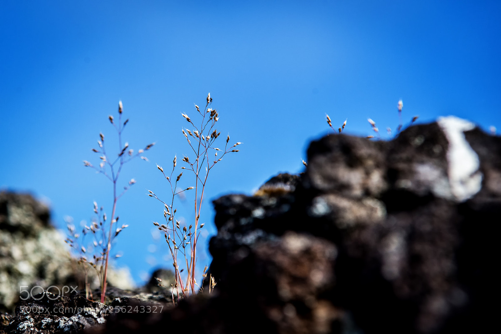 Nikon D610 sample photo. Nature #4 photography