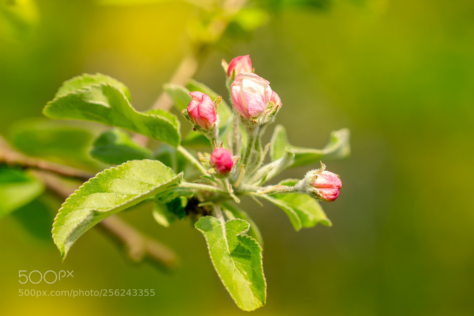 Canon EOS 60D sample photo. Sunny springtime photography