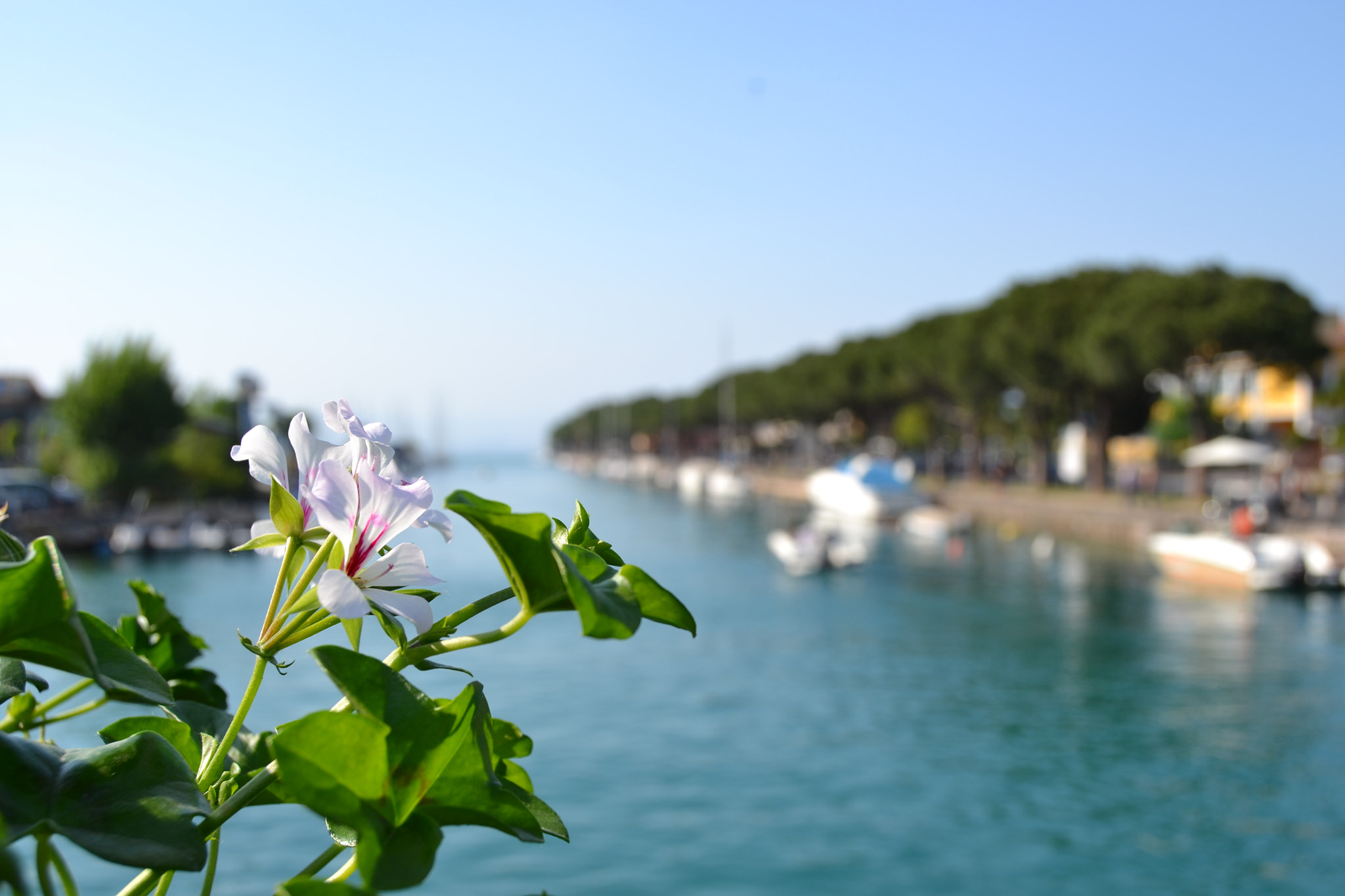 Nikon D3100 sample photo