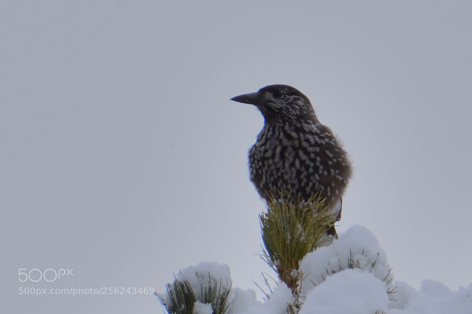 Nikon D3300 sample photo. Nocciolaia in inverno photography