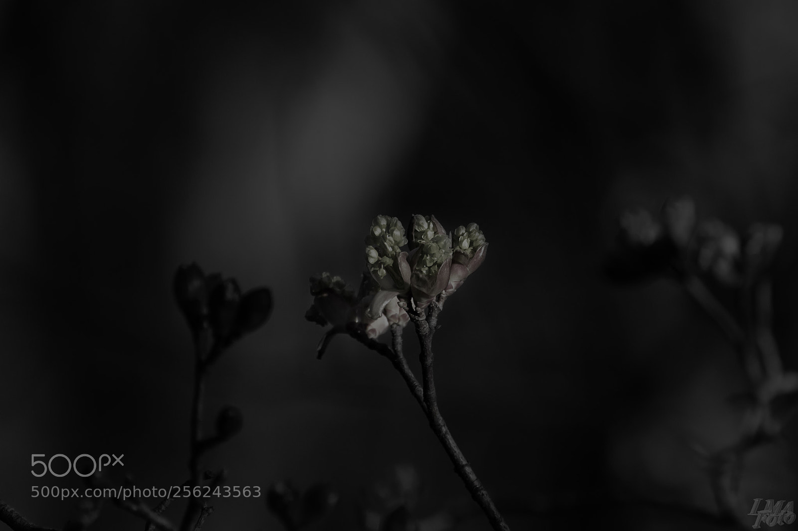 Nikon D500 sample photo. Spring beauty photography
