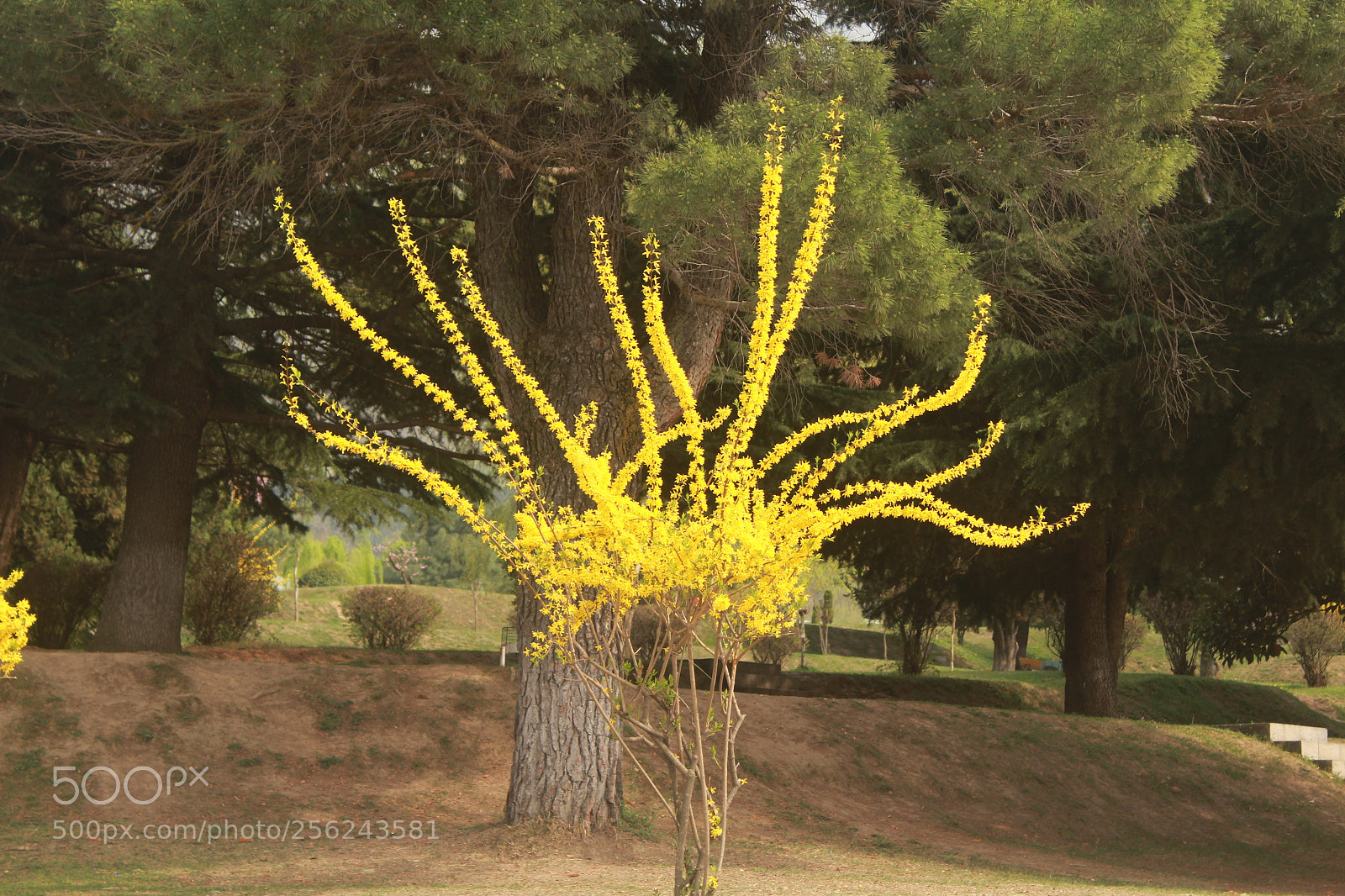 Canon EOS 1200D (EOS Rebel T5 / EOS Kiss X70 / EOS Hi) sample photo. Yellow beauty photography