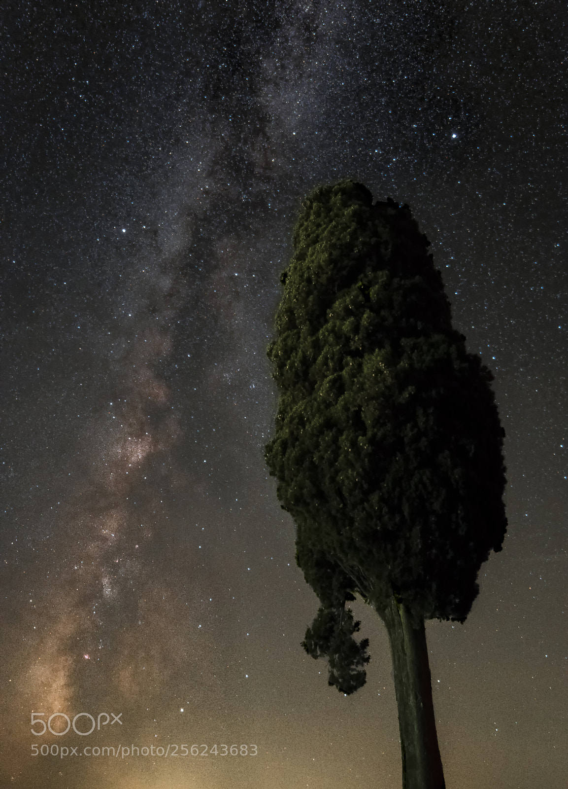 Nikon D3300 sample photo. Cypress's night photography
