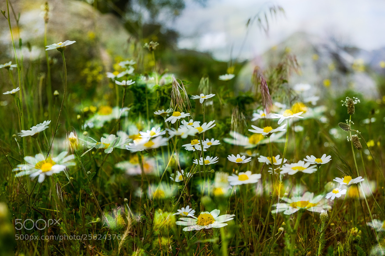 Fujifilm X-T1 sample photo. Primavera photography