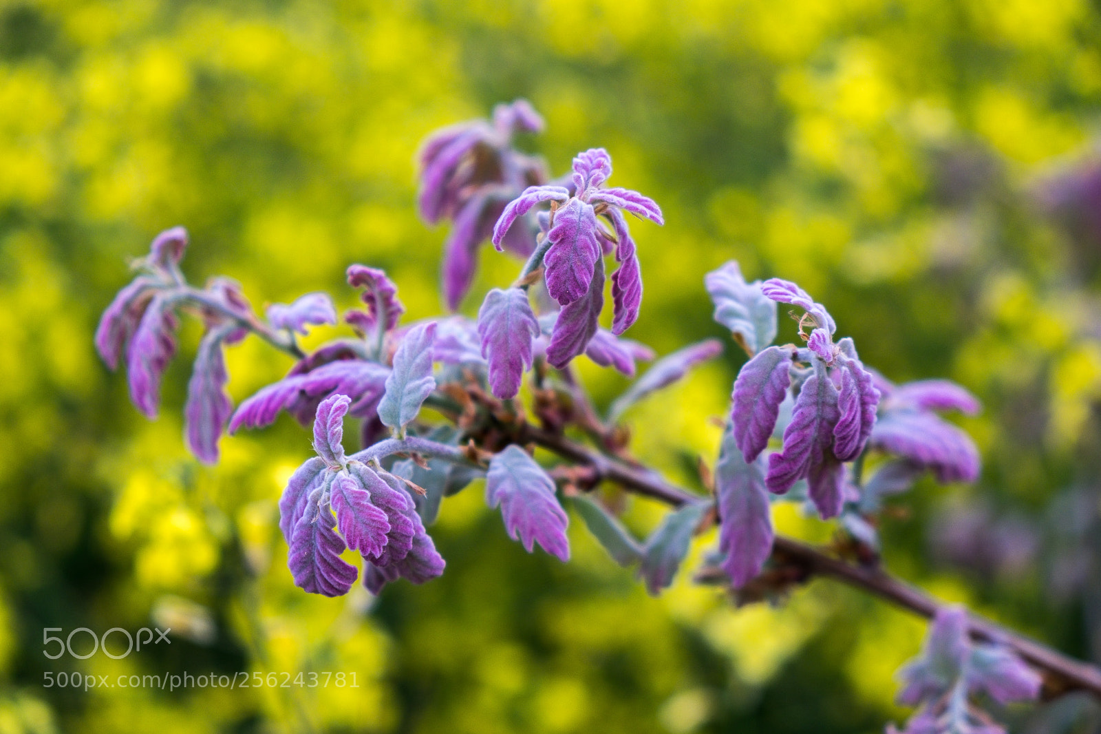 Fujifilm X-T1 sample photo. Primavera photography