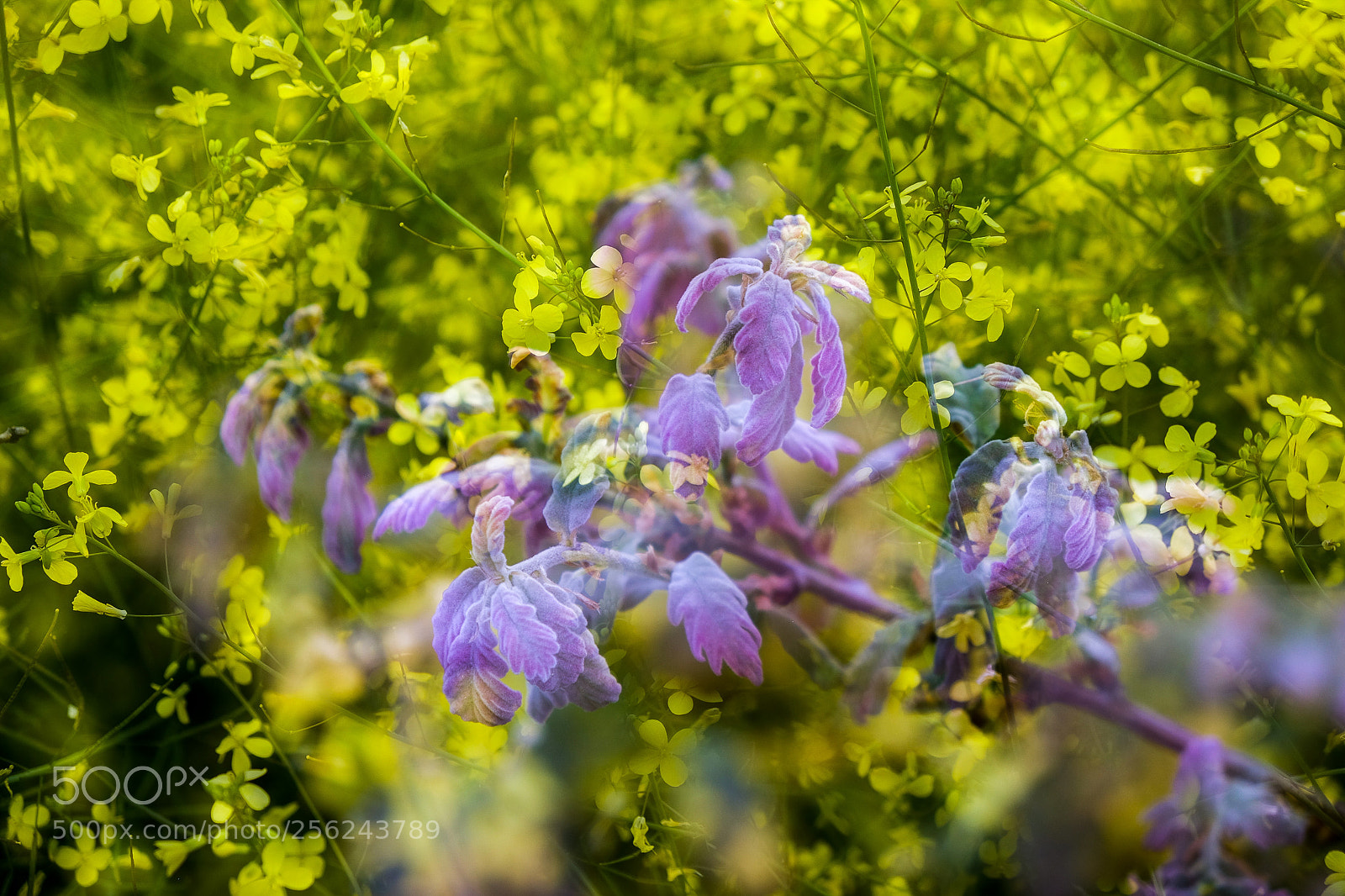 Fujifilm X-T1 sample photo. Primavera photography