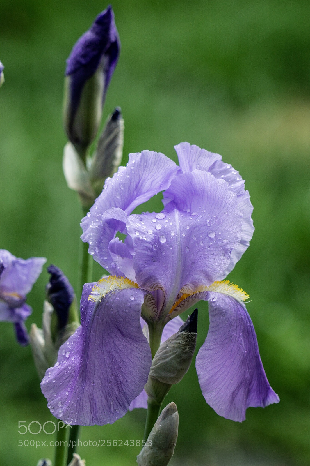 Sony a6000 sample photo. Iris after the rain  photography