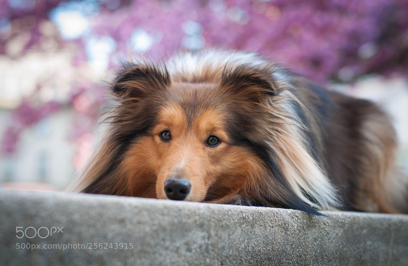 Nikon D5000 sample photo. Cute lexus photography