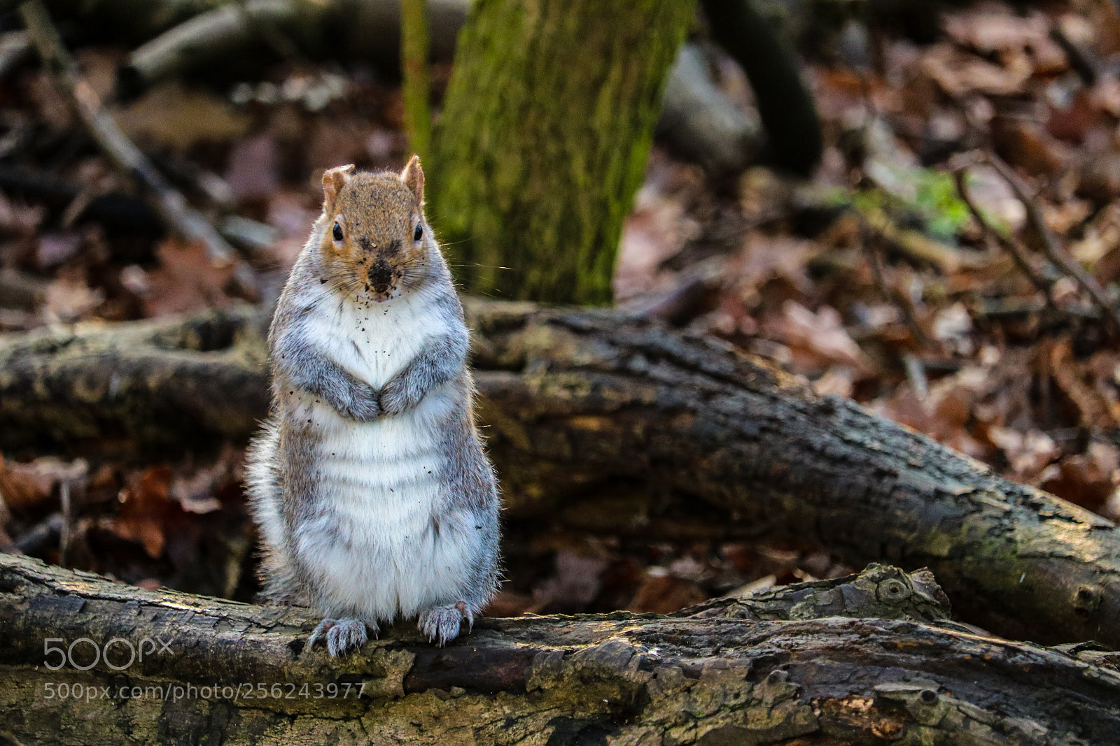 Canon EOS 80D sample photo. Squirrel in the trees photography