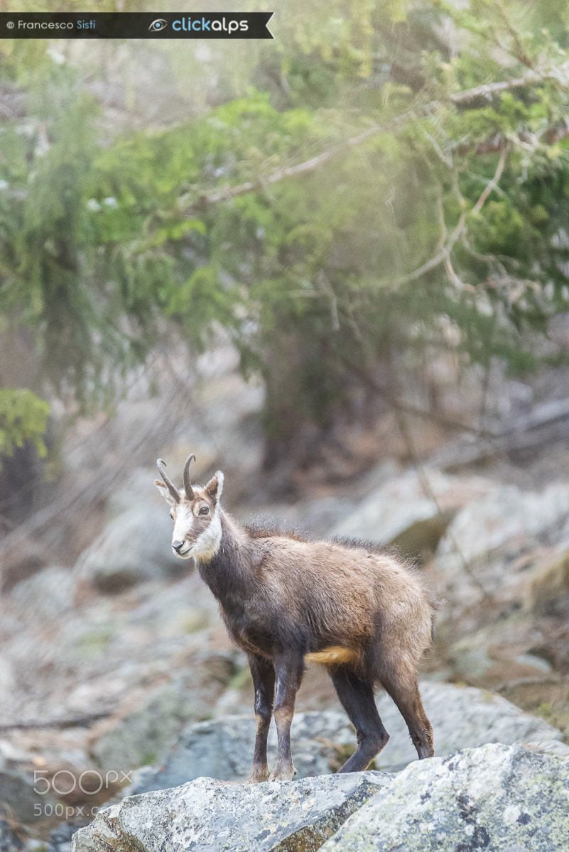 Nikon D810 sample photo. The guardian of spring photography