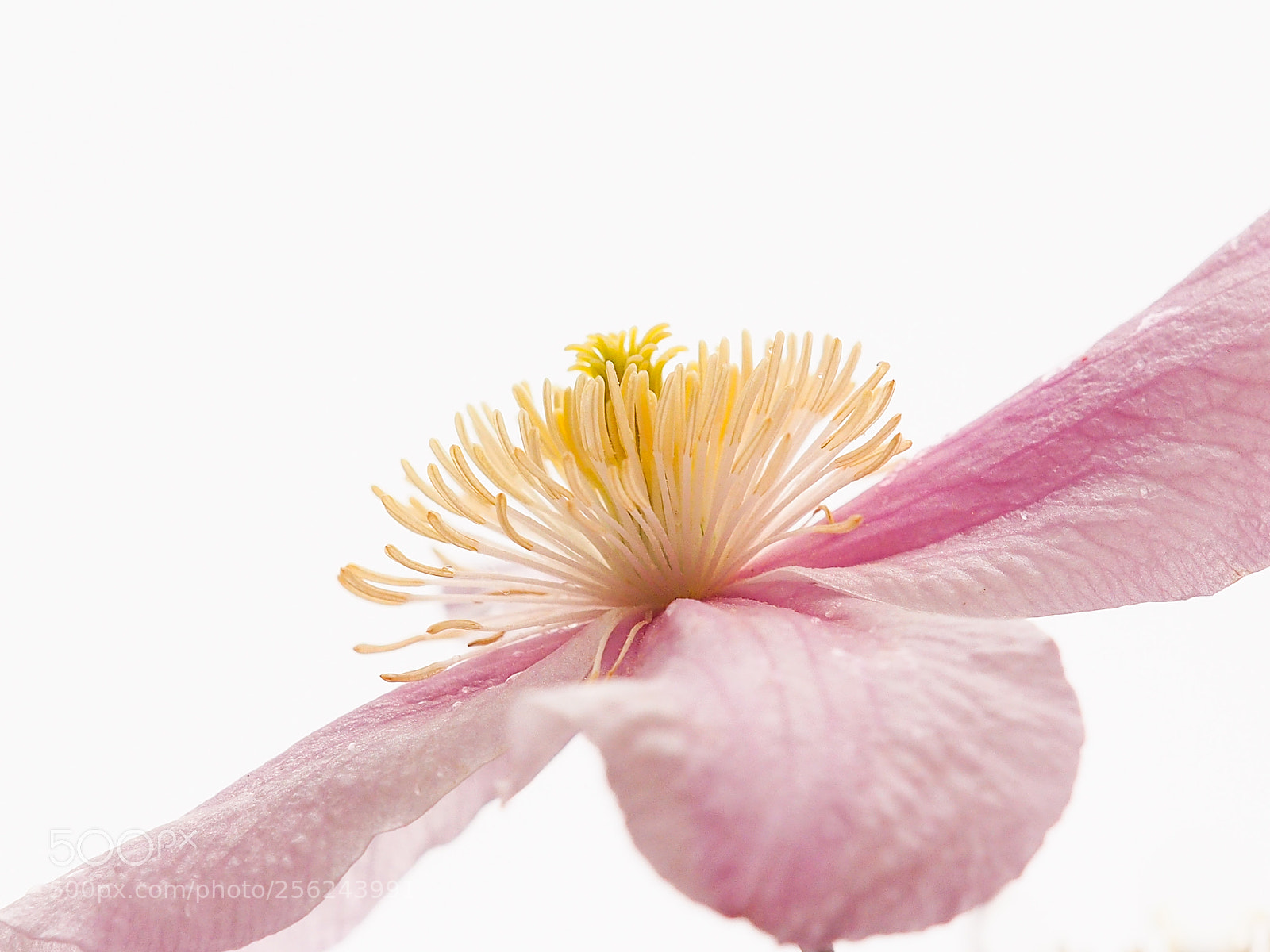 Olympus OM-D E-M5 sample photo. Clematis photography