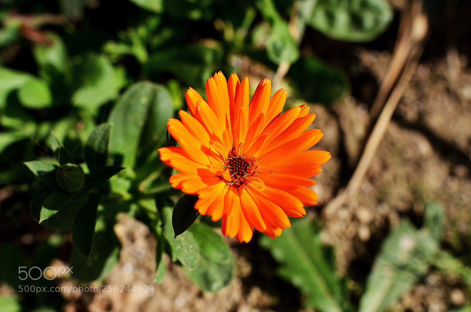 Nikon D7000 sample photo. Red photography