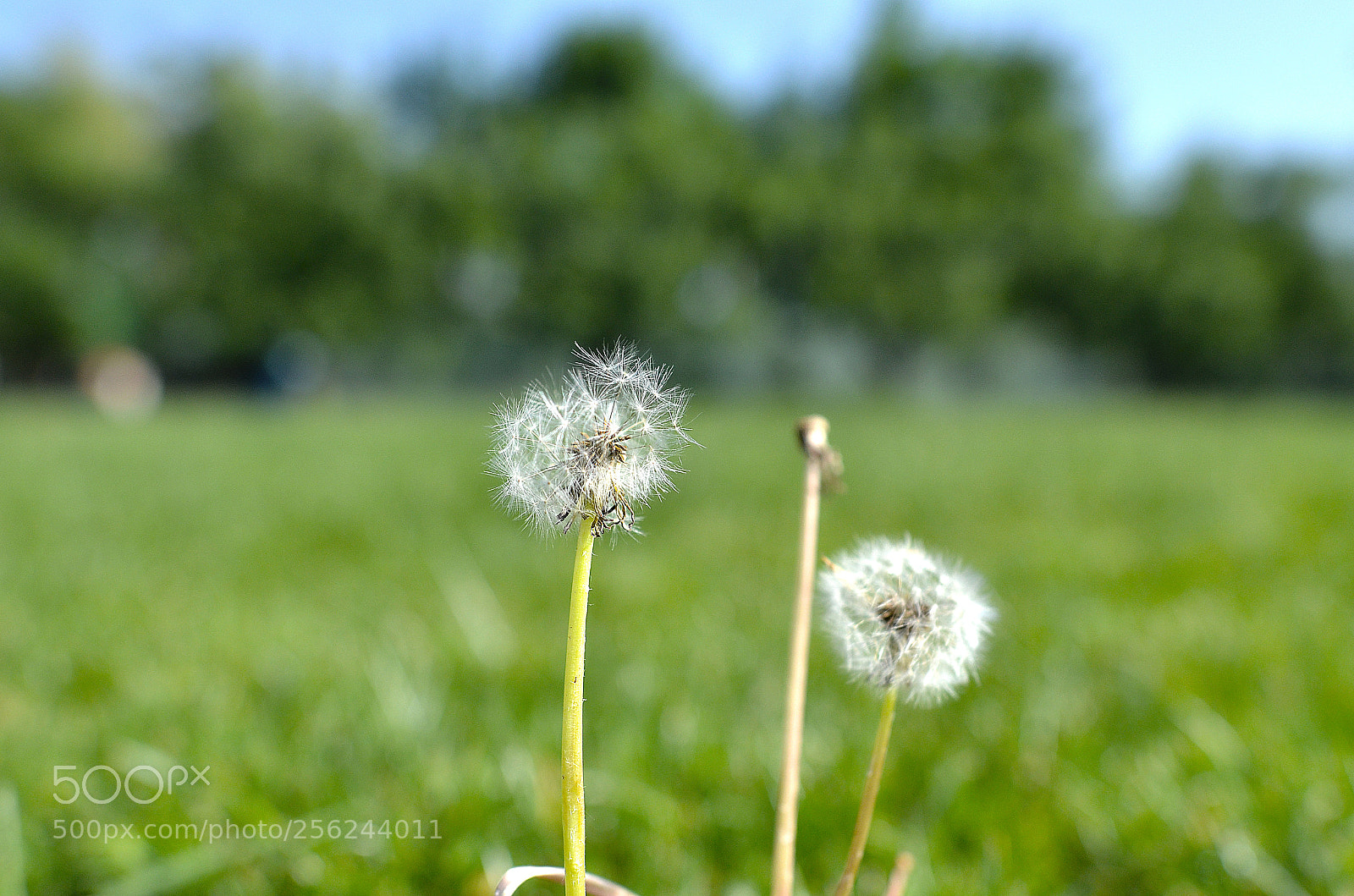 Nikon D7000 sample photo. Dandelion photography
