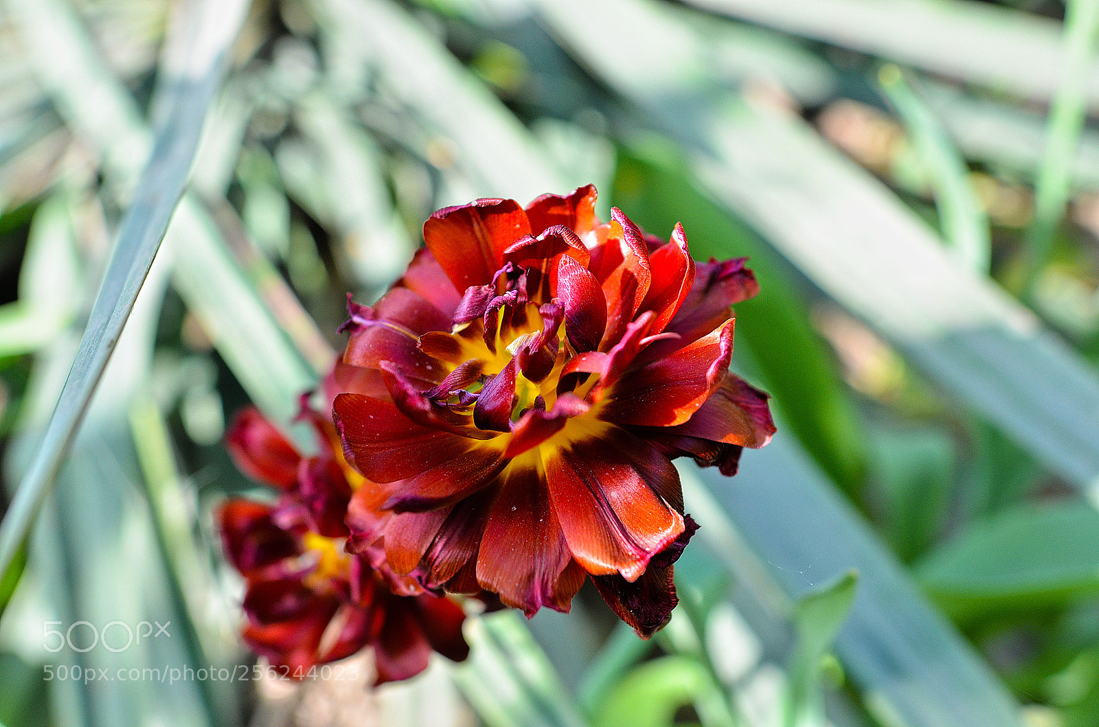 Nikon D7000 sample photo. Redburn photography