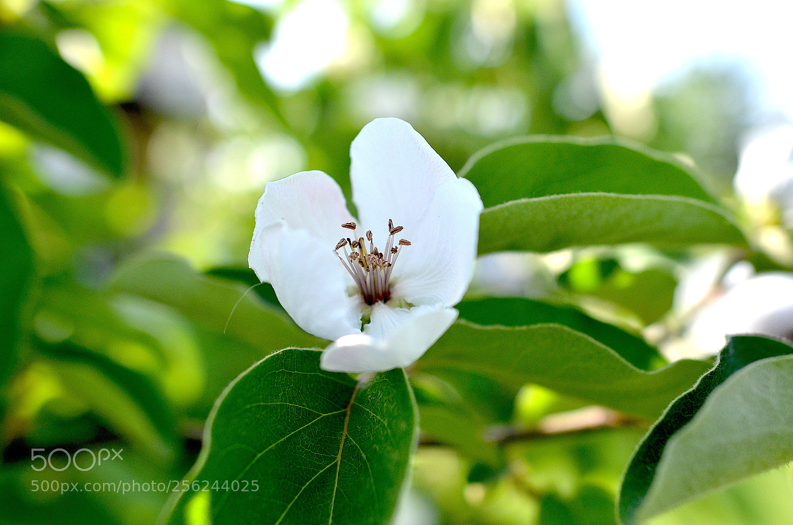 Nikon D7000 sample photo. White photography