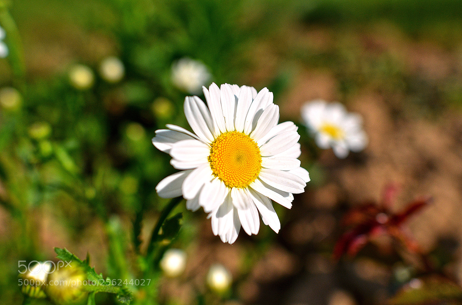 Nikon D7000 sample photo. Whiteyellor photography