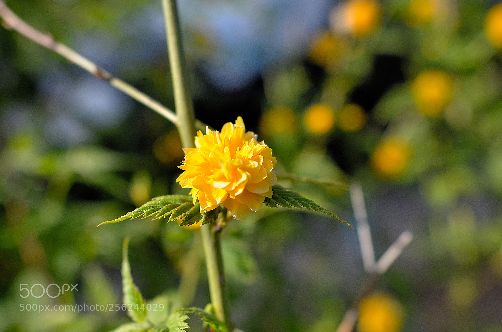 Nikon D7000 sample photo. Yellow photography