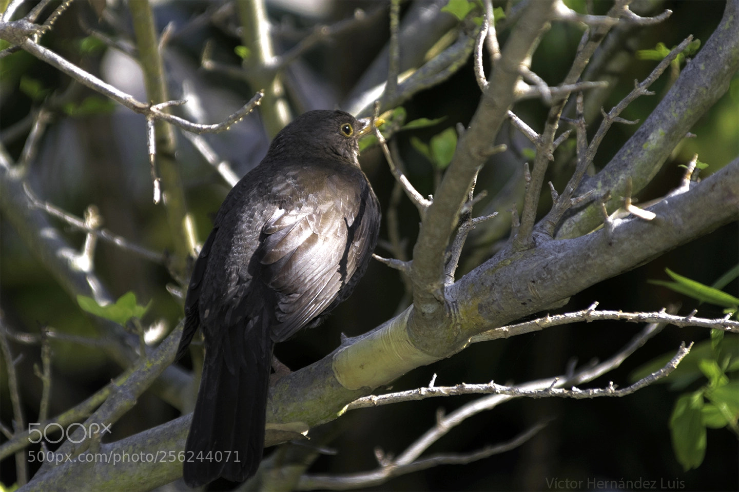 Nikon D3300 sample photo. Mirlo (turdus merula) photography