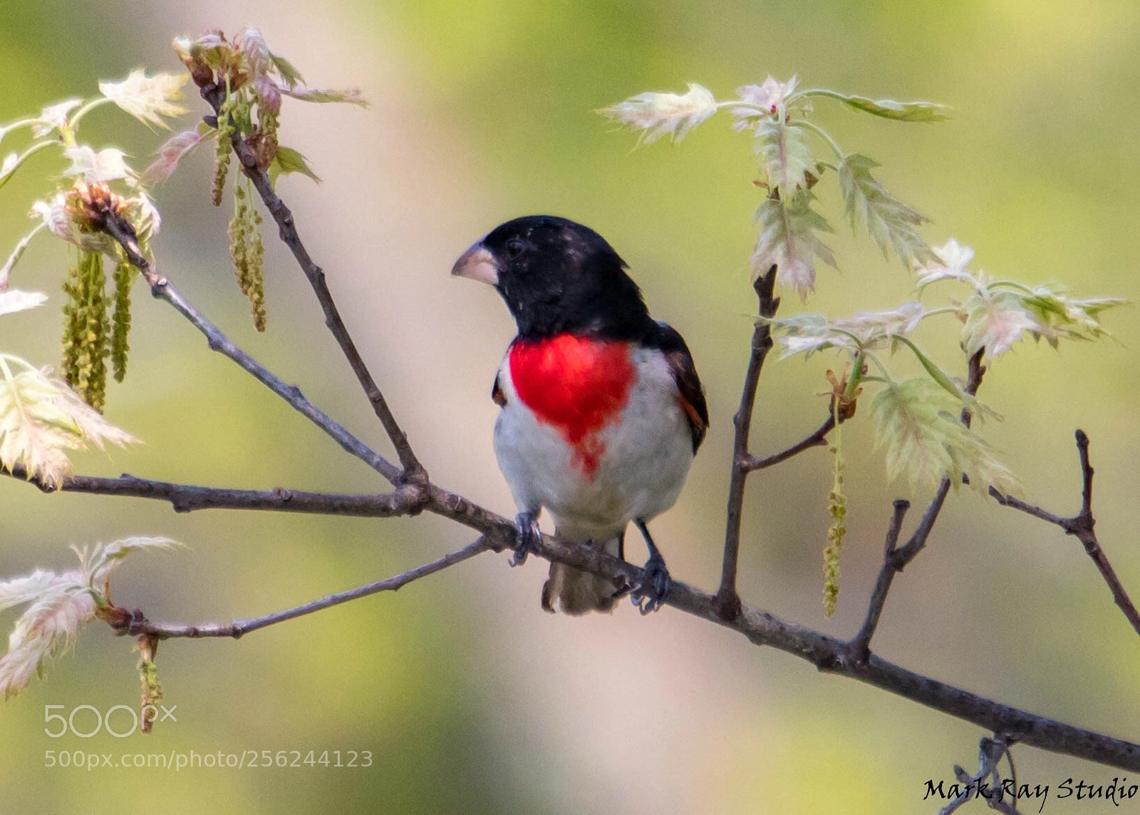 Canon EOS 80D sample photo. Rose breasted groesbeak photography