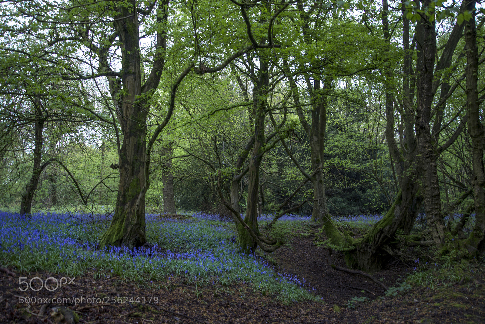 Nikon D600 sample photo. Bluebell forest photography