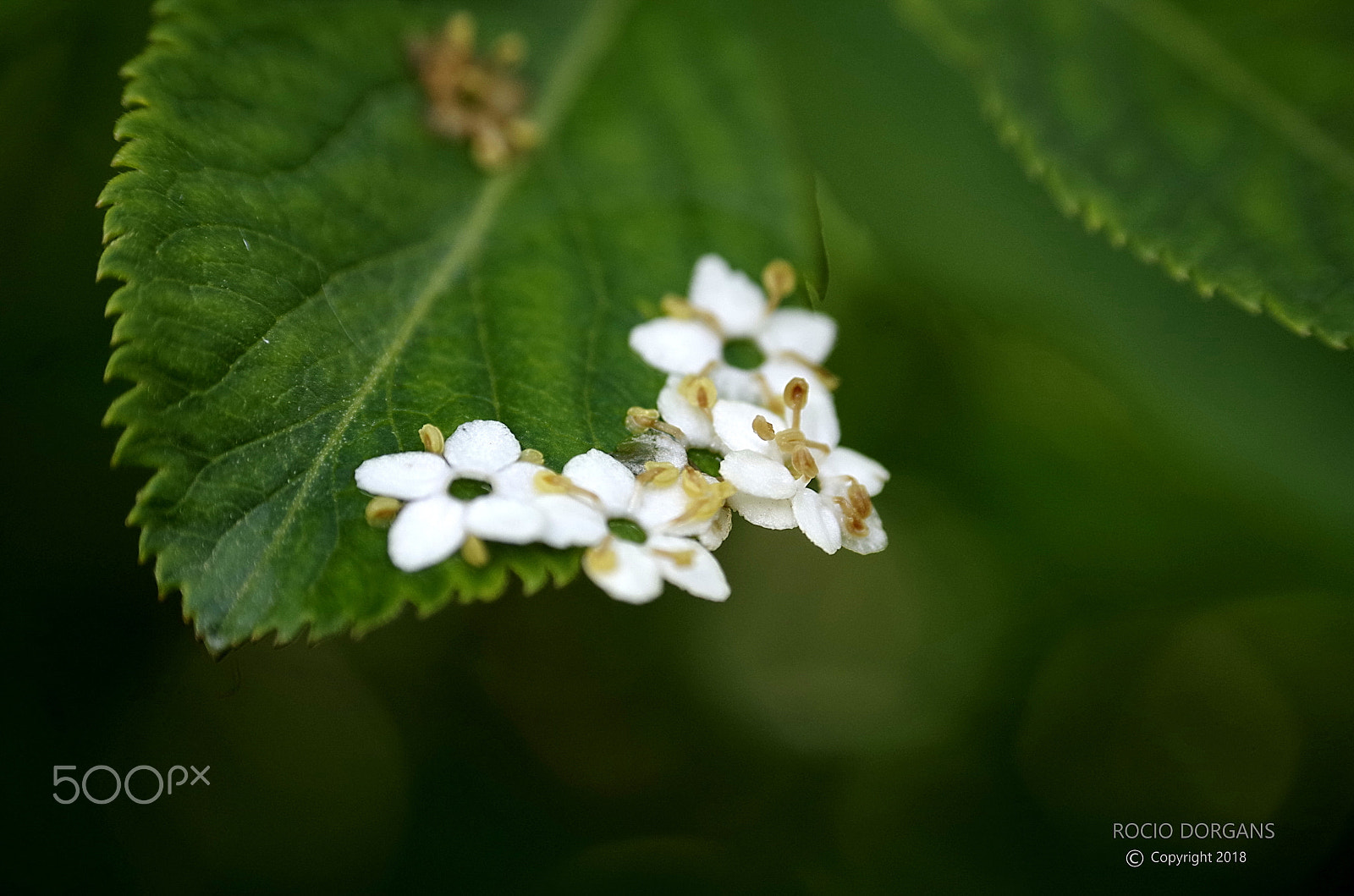 Pentax K-30 sample photo. Spring photography